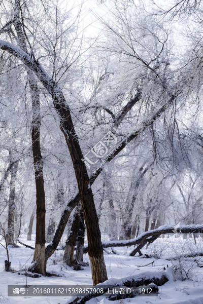 樹林