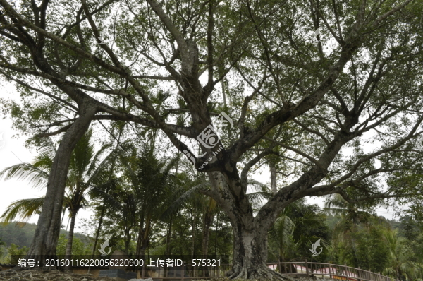 榕樹,便文村