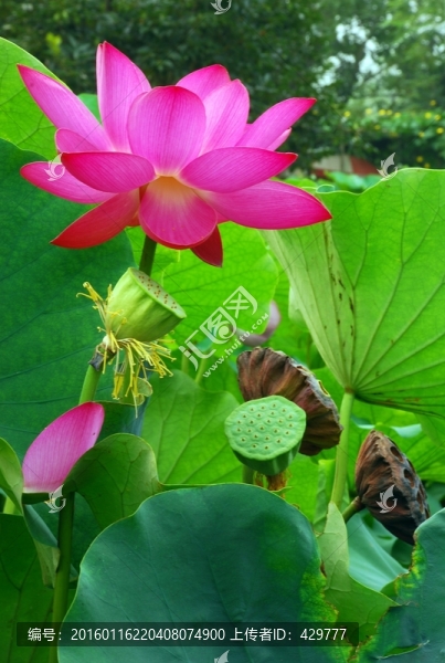 荷花