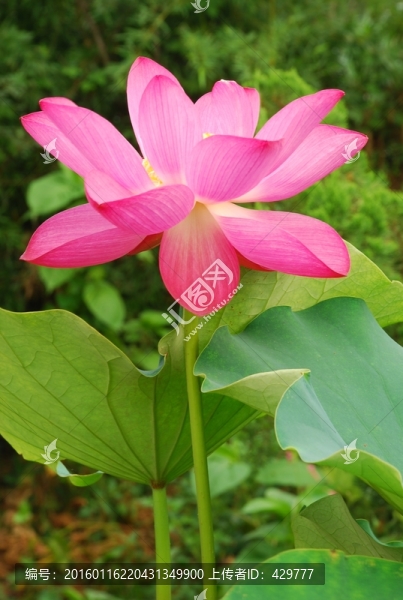 荷花,,夏荷