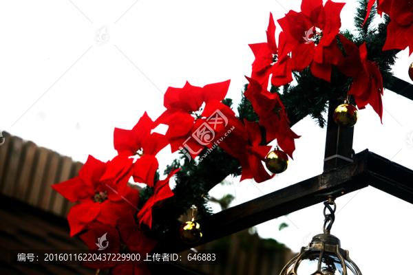紅花
