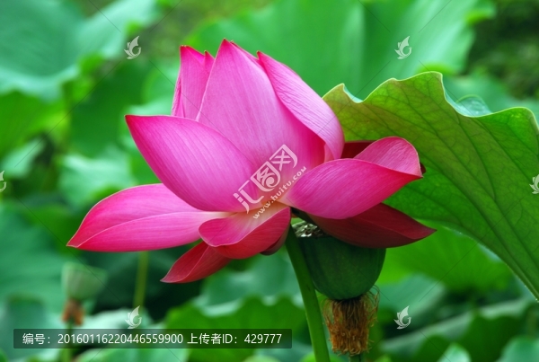 荷花