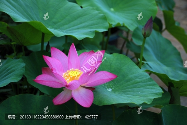 荷花,,荷花園,荷花灣
