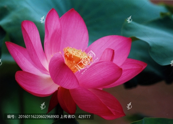 荷花,紅荷花,荷花池