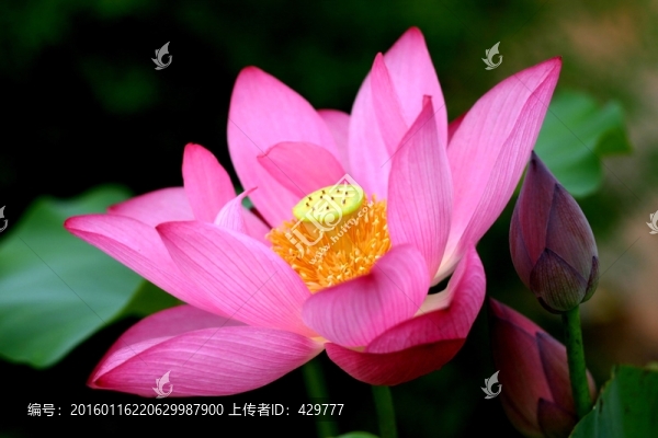 荷花高清版
