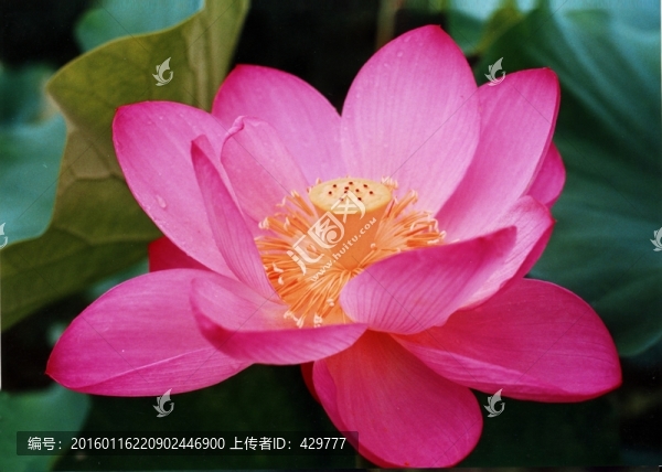 荷花,荷花園