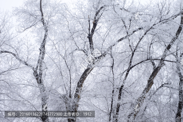 樹林