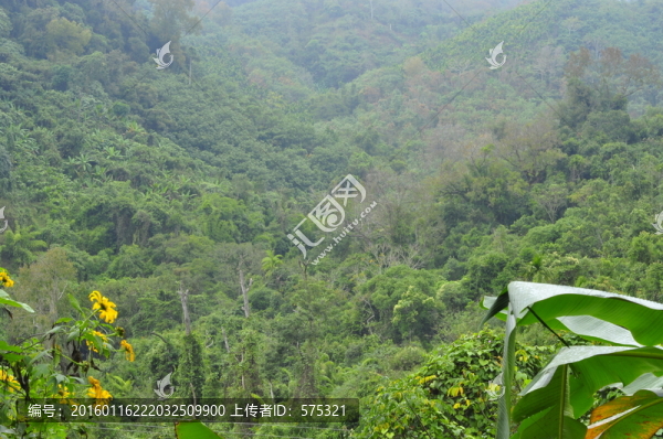 海南五指山森林