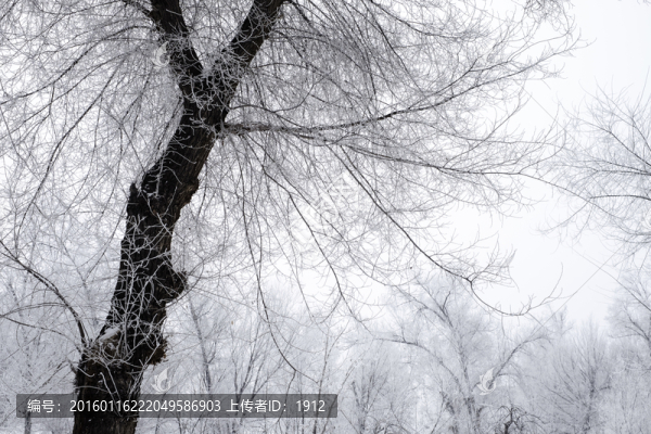 孤獨(dú)的樹