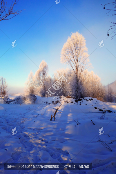 林海雪原樹林霧凇