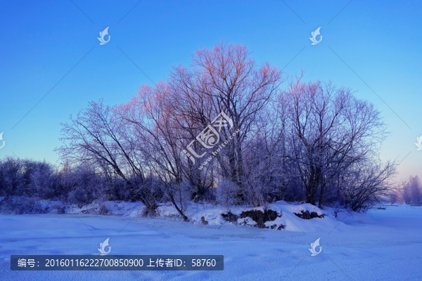 林海雪原樹林霧凇