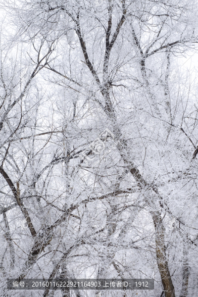 雪景
