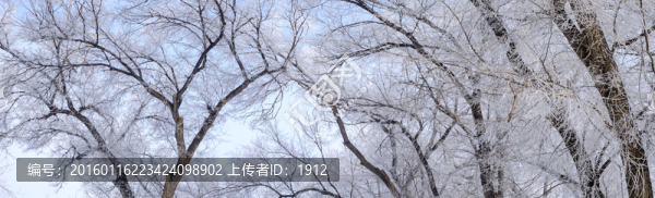 冬天的樹林
