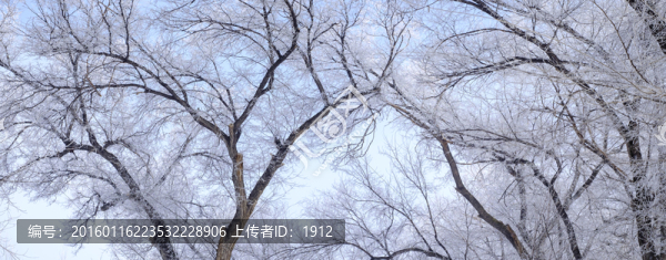 雪景