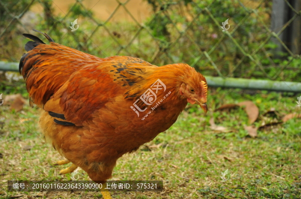 海南螞蟻雞