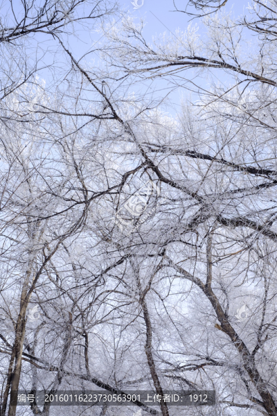 樹林