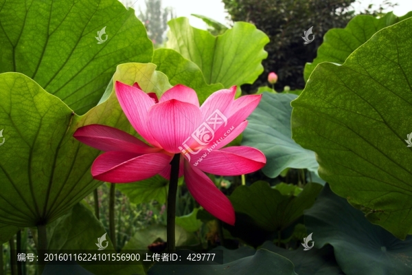 荷花,唯美荷花