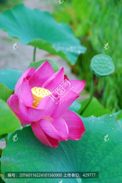 荷花