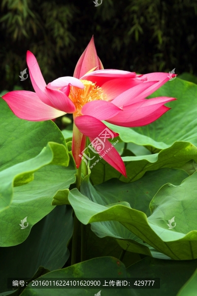 荷花,蓮花