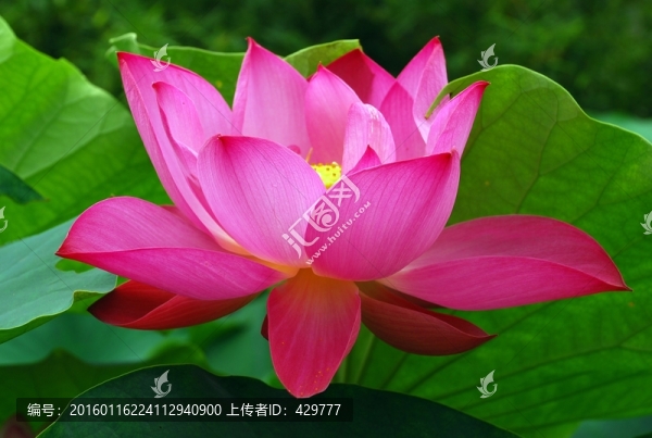 荷花特寫,高清荷花