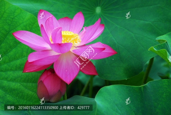 荷花,紅荷花