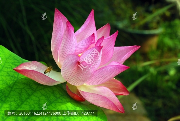 高清荷花