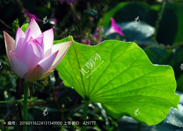 荷花