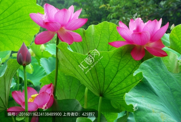荷花