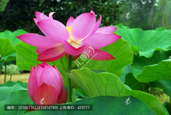 高清荷花