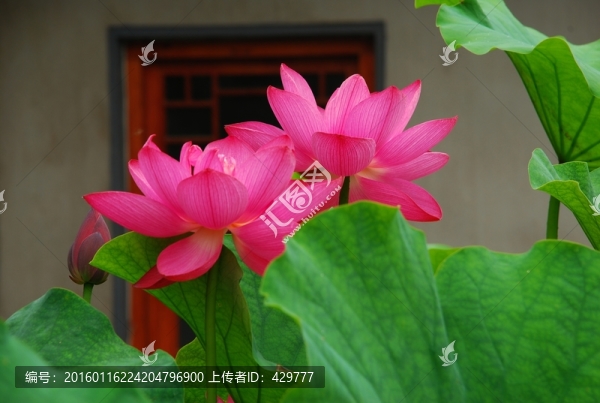 高清荷花