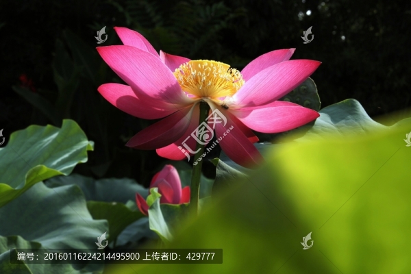 高清荷花