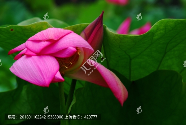 高清荷花