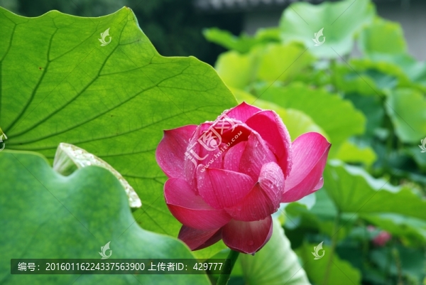 高清荷花