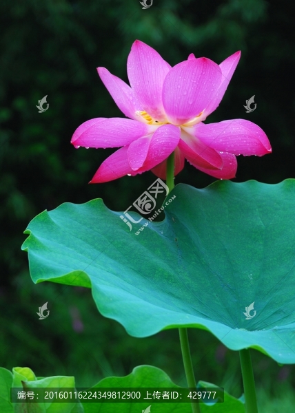紅花綠葉,荷花池