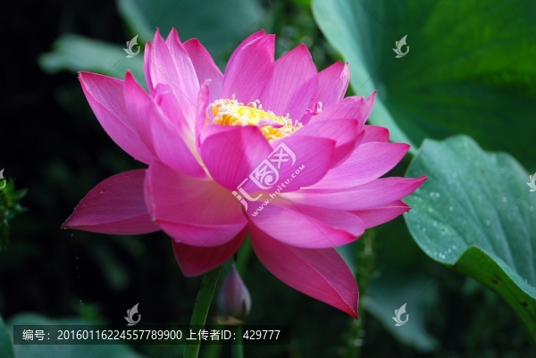 荷花特寫
