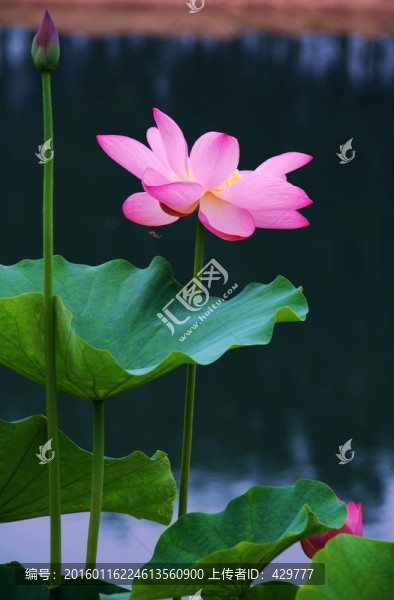 荷花特寫