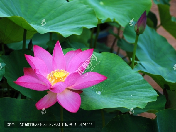 高清荷花
