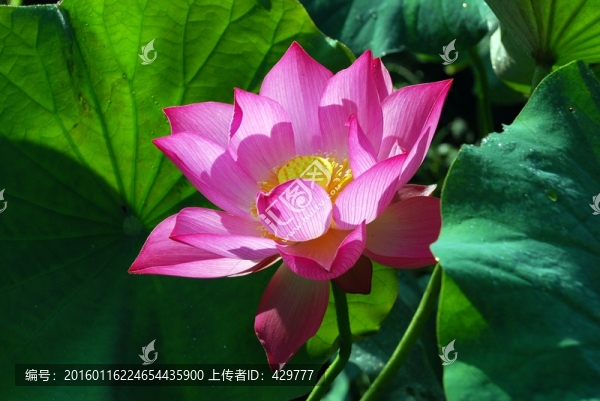 荷花特寫(xiě)