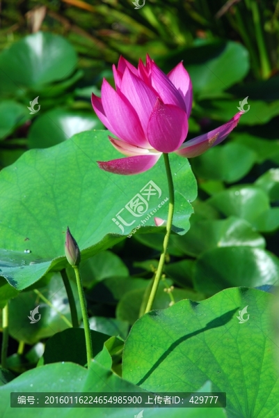紅花綠葉