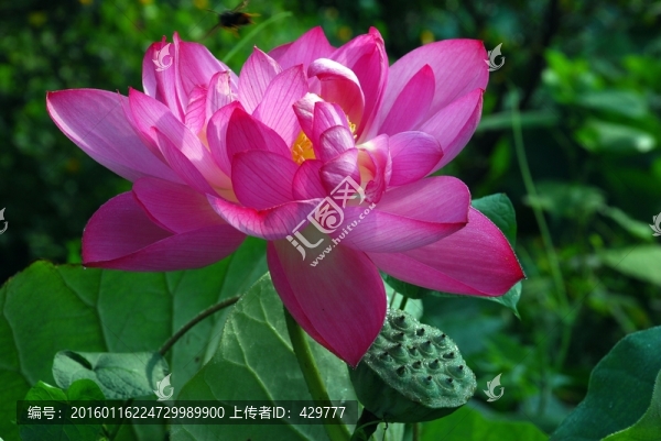 紅荷花