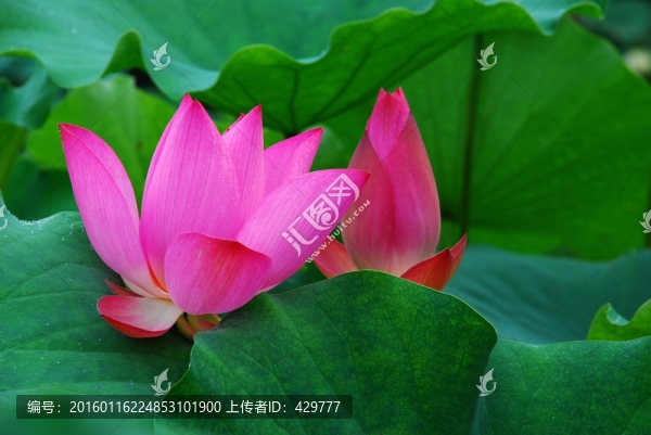荷花特寫