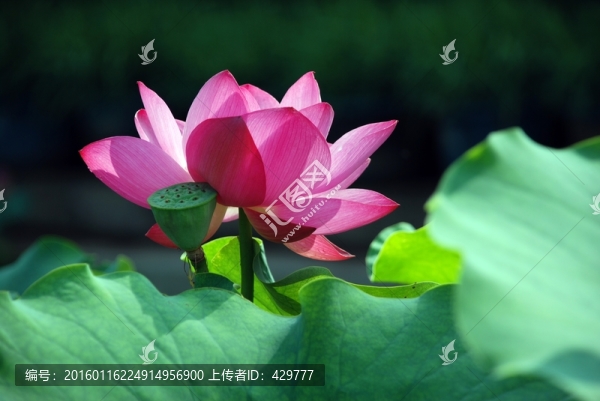 唯美荷花