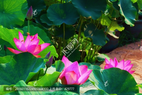 荷花灣