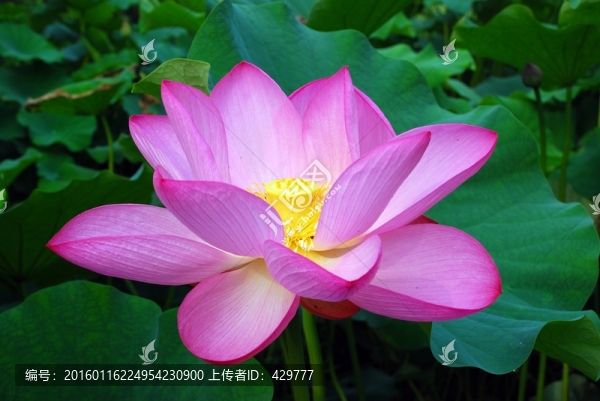 紅荷花
