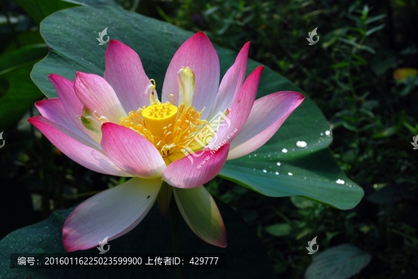荷花特寫