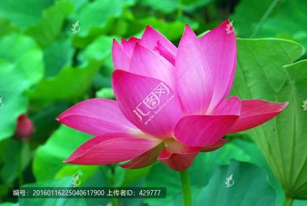 高清荷花