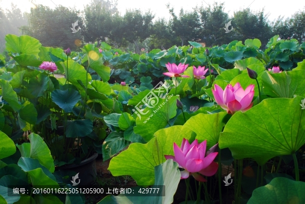 荷花園,荷花池
