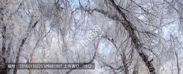 森林