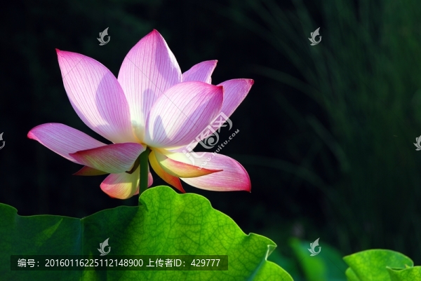 逆光荷花,荷花
