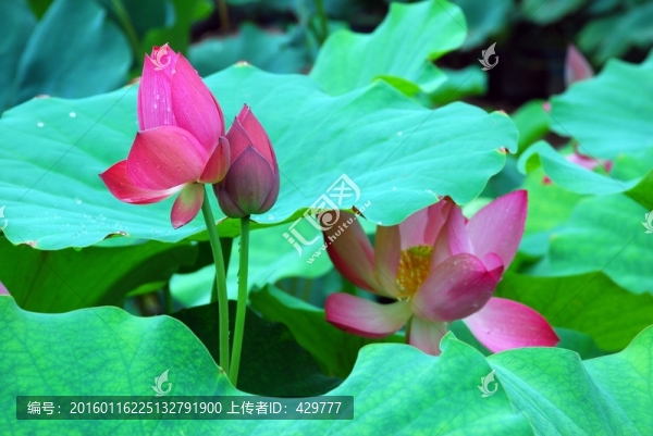 荷花灣,荷塘